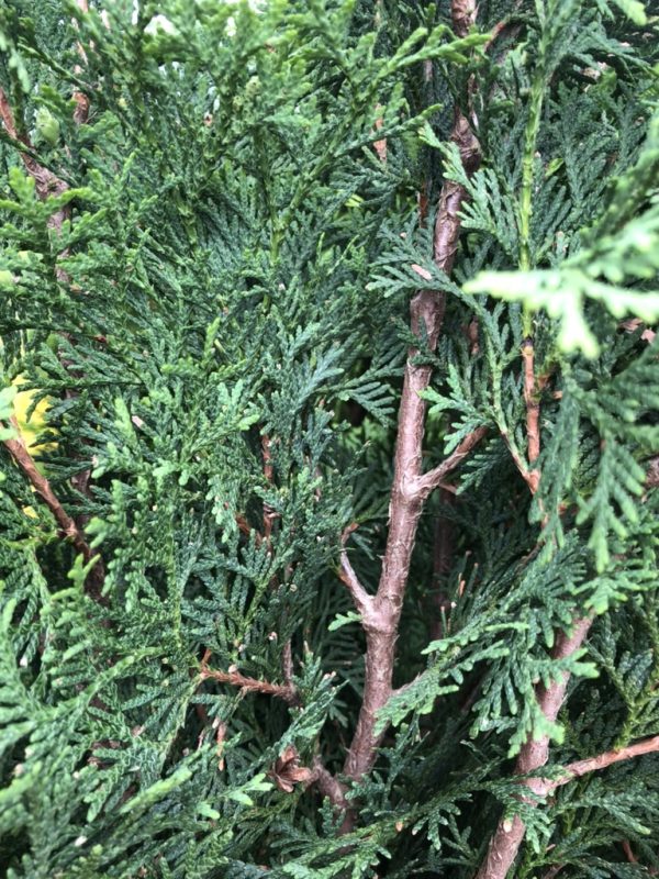 Dense juniper shrub with blue-green, needle-like foliage and slender brown stems seen up close.