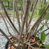 Multi-stem woody shrub in a black pot, brown branches with small white spots and fallen brown leaves around the base, outdoors in gravel.