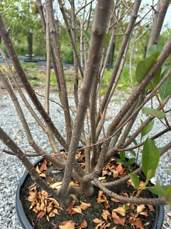 Multi-stem woody shrub in a black pot, brown branches with small white spots and fallen brown leaves around the base, outdoors in gravel.