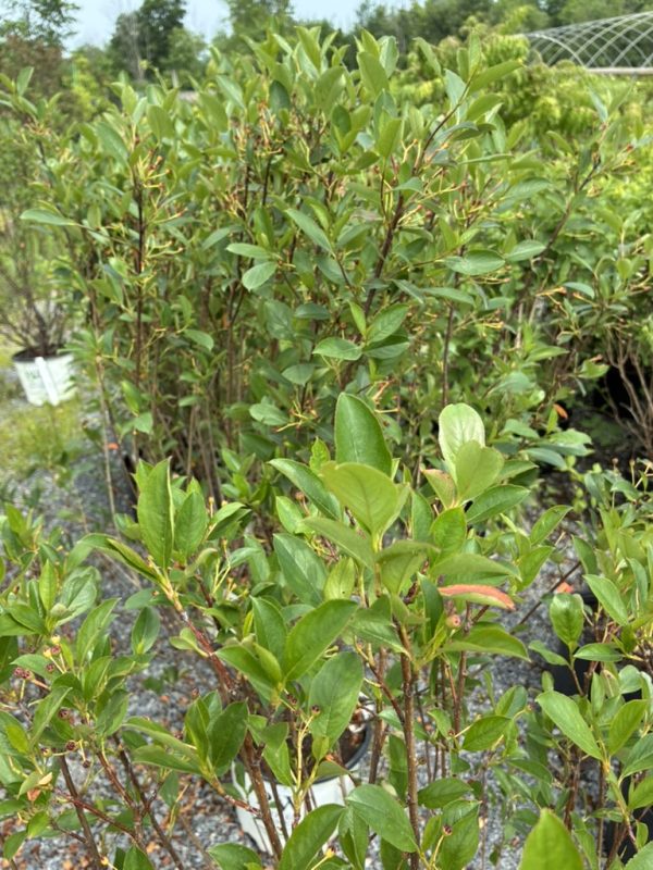 Row of glossy green shrubs with slender brown branches and budding tips in a nursery, a greenhouse visible in the background.