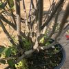 Multi-stem shrub in a gray plastic pot with many branches and small green leaves, sitting on a sunlit concrete surface.