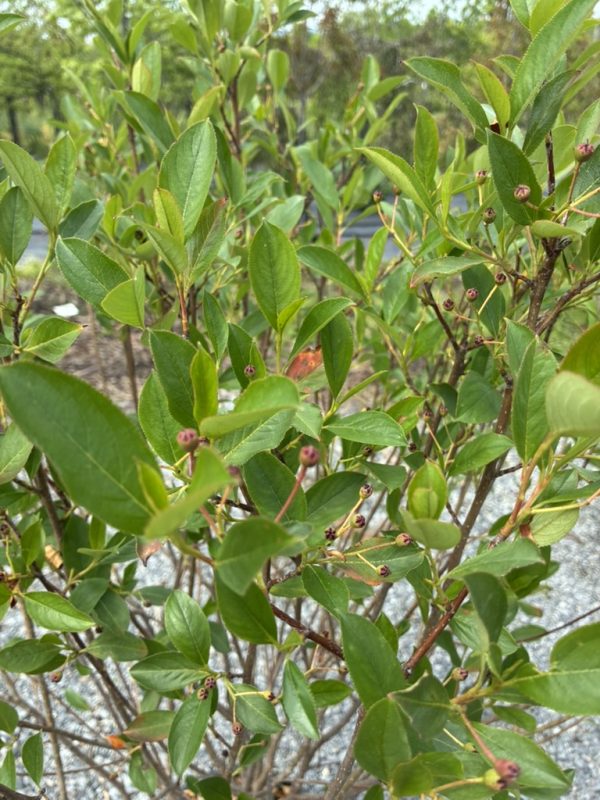 Close-up of a leafy shrub with glossy oval leaves and small round pink berries along the reddish stems, in a garden setting.