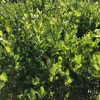 Dense green hedge with small glossy leaves in front of a black metal fence on a sunny day.