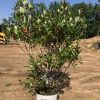 Young shrub in a white nursery bucket on bare dirt, green glossy leaves and red-tinged stems, construction site in background.