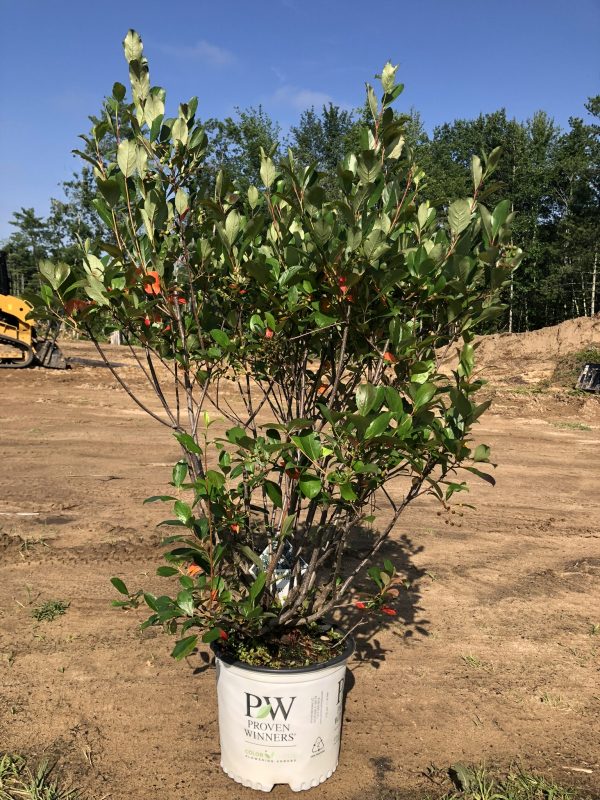 Young shrub in a white nursery bucket on bare dirt, green glossy leaves and red-tinged stems, construction site in background.