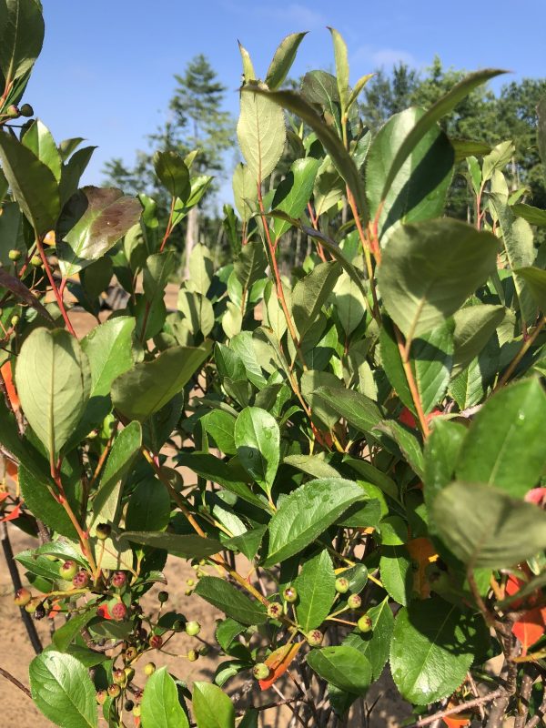 Close-up of a leafy shrub with small round green berries on reddish stems, under a clear blue sky.