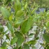 Close-up of glossy green leaves on a shrub with small dark buds emerging along the stems, in a nursery setting