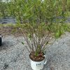 Bushy ornamental shrub with multiple slender trunks in a white Proven Winners pot on a gravel surface in a nursery setting.