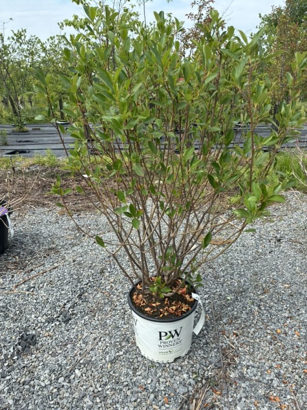 Bushy ornamental shrub with multiple slender trunks in a white Proven Winners pot on a gravel surface in a nursery setting.