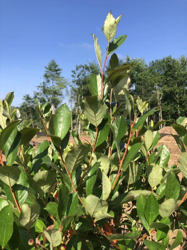 Close-up of green oval leaves on red stems of a shrub, with a blue sky and forest in the background.