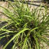 Potted plant with a dense tuft of long, arching green leaves spreading outward in bright outdoor light.