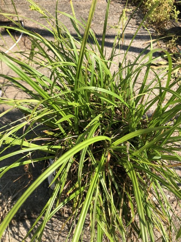 Potted plant with a dense tuft of long, arching green leaves spreading outward in bright outdoor light.