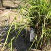 Potted ornamental grass with long, slender green leaves spilling over the edge; a white nursery tag is attached to the pot on a concrete surface.