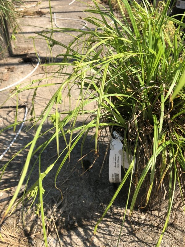 Potted ornamental grass with long, slender green leaves spilling over the edge; a white nursery tag is attached to the pot on a concrete surface.