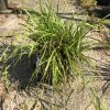 Potted ornamental grass with long, slender green leaves spreading outward in sun.