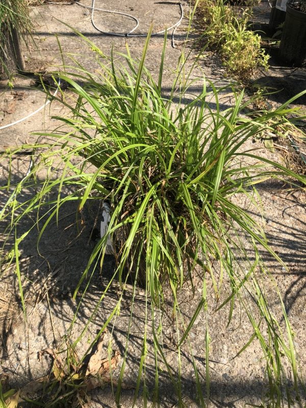 Potted ornamental grass with long, slender green leaves spreading outward in sun.