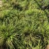Dense clumps of ornamental grasses with long, slender green blades growing in a garden bed or nursery setting