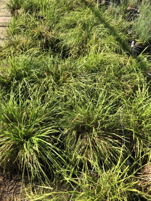 Dense clumps of ornamental grasses with long, slender green blades growing in a garden bed or nursery setting