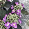 Purple hydrangea blossoms with clusters of pale green buds and dark green leaves, shown in a close-up.