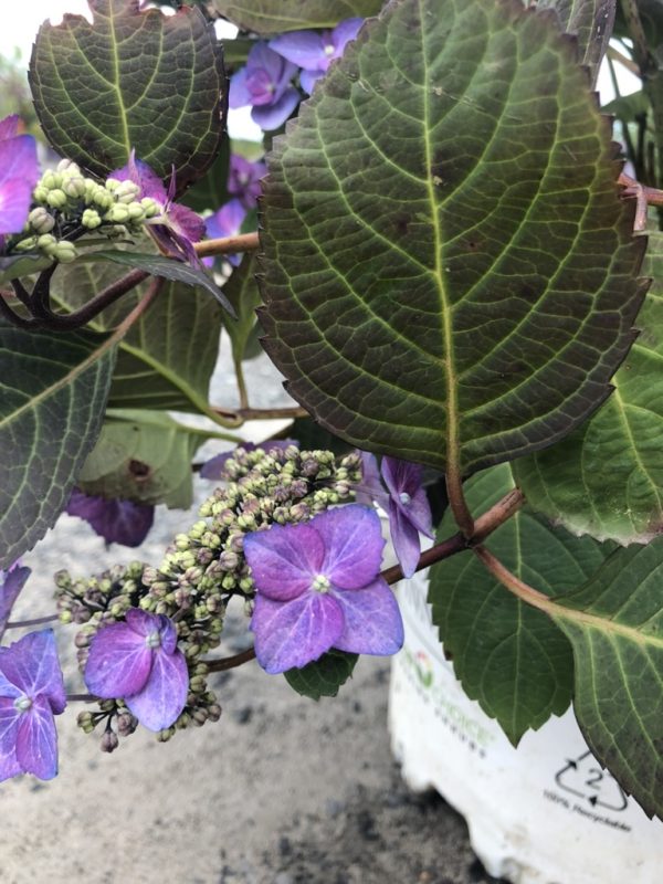 Purple hydrangea blossoms with tight green buds and large veined leaves on a woody stem.