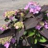 Purple-leaved hydrangea shrub with pink and lavender blooms in a nursery setting