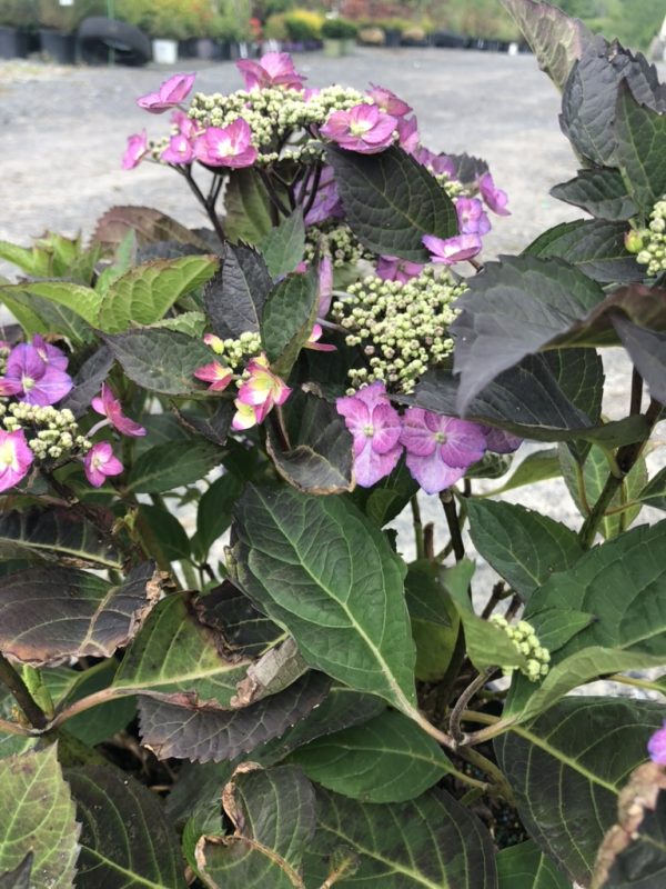 Pink-purple hydrangea blossoms with dark green, serrated leaves in a garden setting.