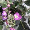 Bright pink hydrangea blossoms with green budding clusters and dark green leaves