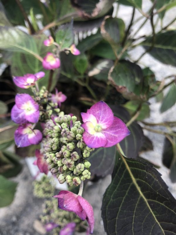Bright pink hydrangea blossoms with green budding clusters and dark green leaves