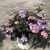 Potted purple-pink hydrangea with dark burgundy leaves in a white Proven Winners container on a gravel surface.