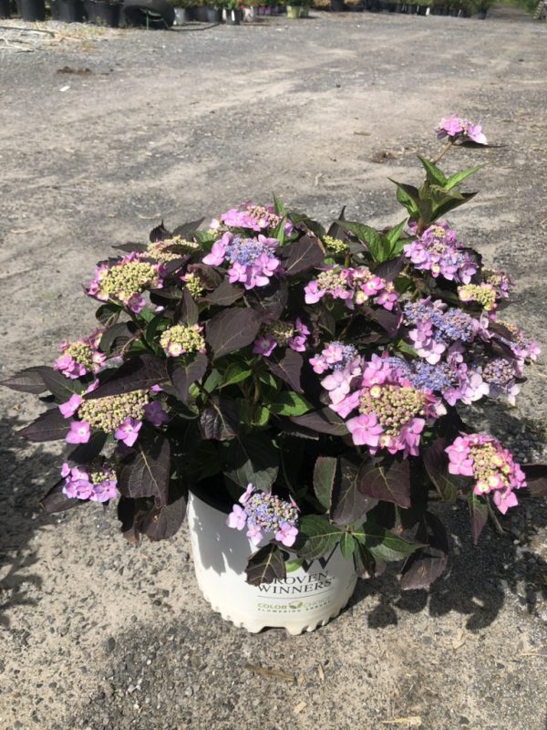 Potted purple-pink hydrangea with dark burgundy leaves in a white Proven Winners container on a gravel surface.
