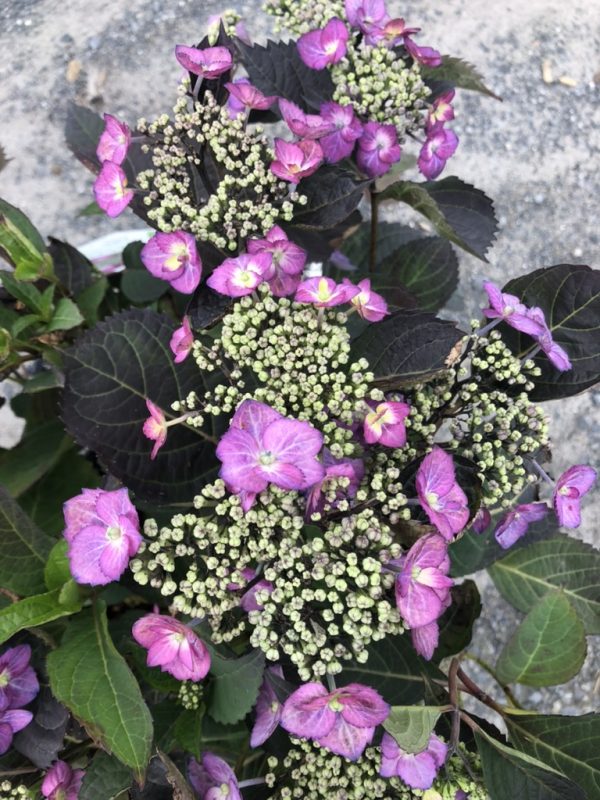 Cluster of small pale green hydrangea buds with bright pink-purple blossoms and dark green leaves.