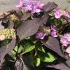 Purple-leaf hydrangea with pink blossoms in a garden setting