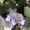 Close-up of a pink and purple hydrangea bloom with tiny blue buds in the center and dark green leaves behind it in a pot.