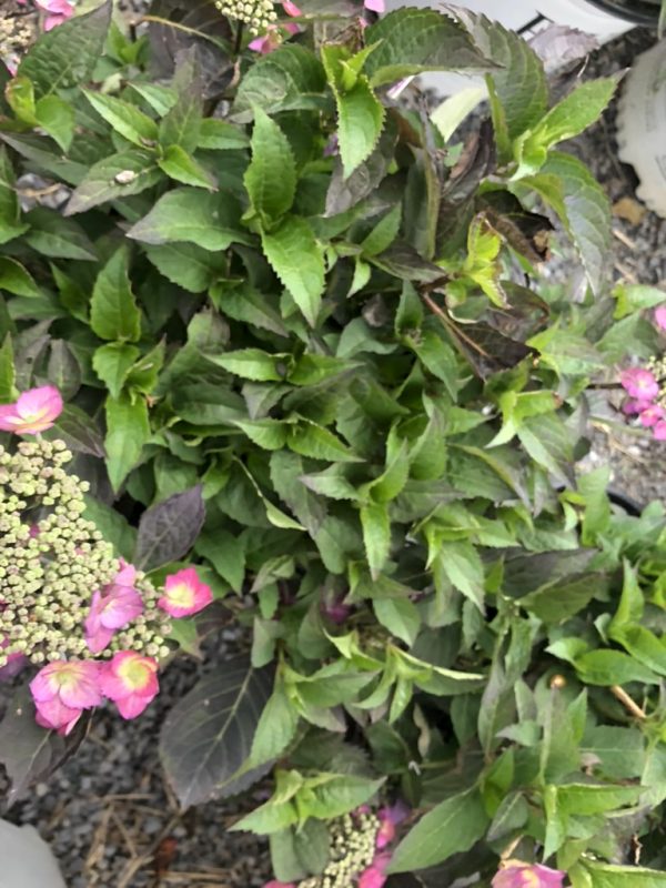 Pink hydrangea blooms with small pale clusters surrounded by glossy serrated green leaves in a garden bed.