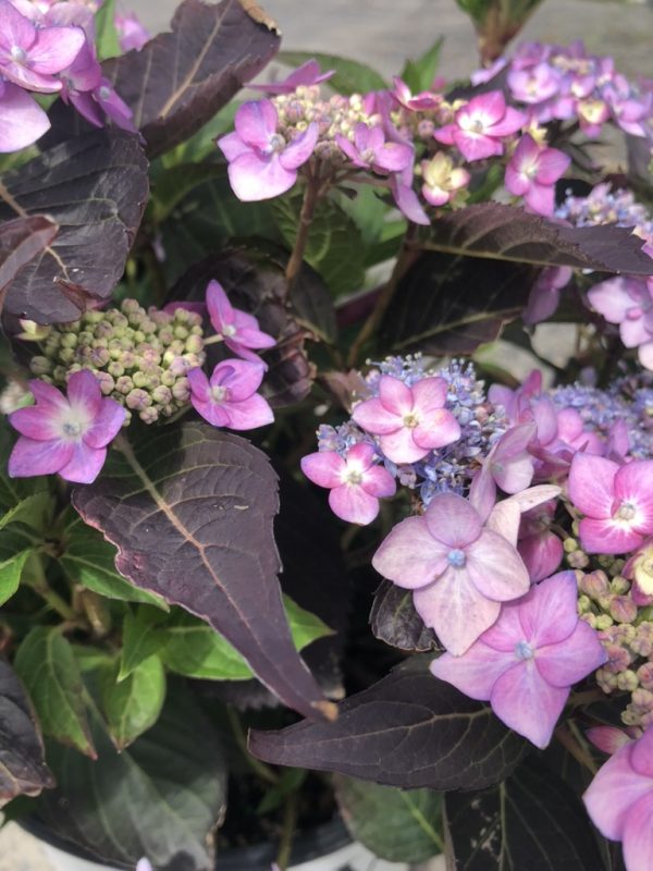 Pink and purple hydrangea blossoms with dark burgundy leaves in a garden setting.