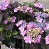 Purple-pink hydrangea blooms with dark burgundy leaves in a pot outdoors.