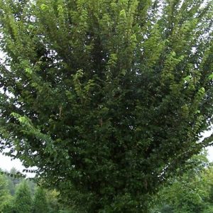 American Princeton Elm