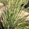 Dense clump of thin, linear green leaves with purple-tinged stems, growing in a sunny garden bed near a stone path.