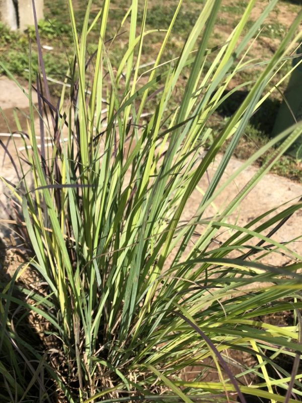 Dense clump of thin, linear green leaves with purple-tinged stems, growing in a sunny garden bed near a stone path.