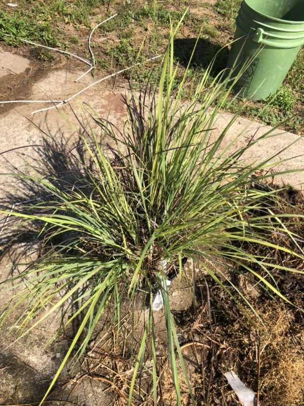 Clump of ornamental grass with long slender green blades growing from a base on a concrete patio; a green trash can is visible in the background.