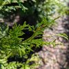 Close-up of bright green, needle-like leaves on a conifer branch with a blurred background.