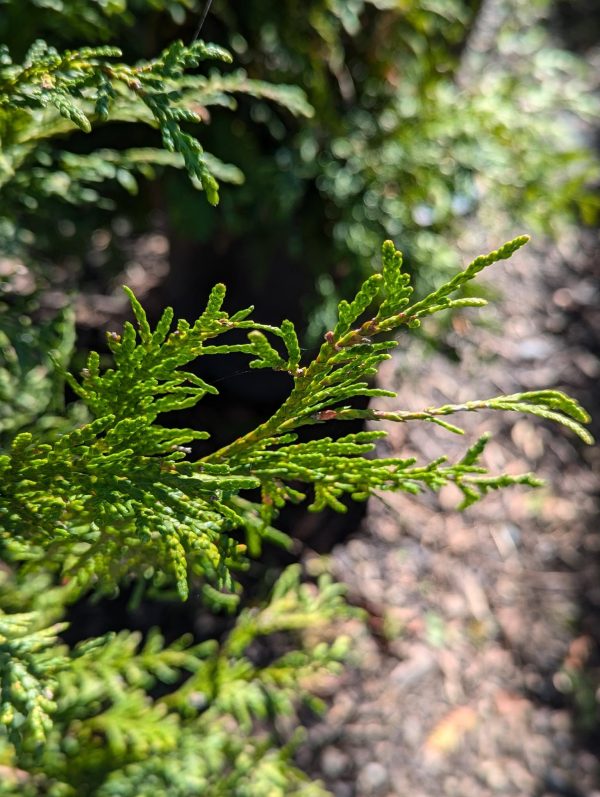 Close-up of bright green, needle-like leaves on a conifer branch with a blurred background.