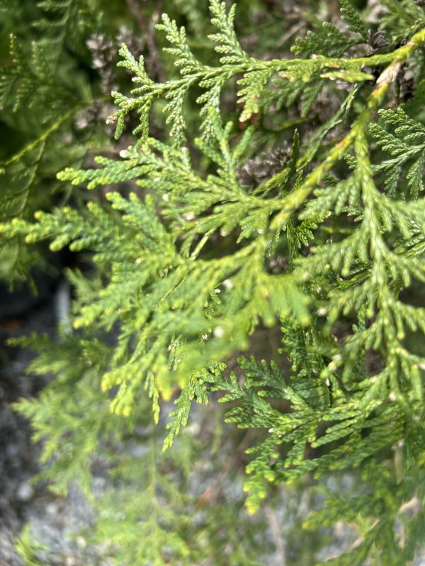Close-up of evergreen conifer branches with small overlapping scale-like leaves in bright green