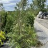 Young conifer shrub in a black plastic pot on a gravel lot at a plant nursery, with stacks of pots and pallets in the background.