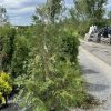 Young evergreen tree in a black plastic pot on a gravel driveway, with stacked nursery pots and pallets to the right.