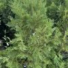 Dense evergreen juniper shrub with feathery, needle-like foliage in a garden setting.