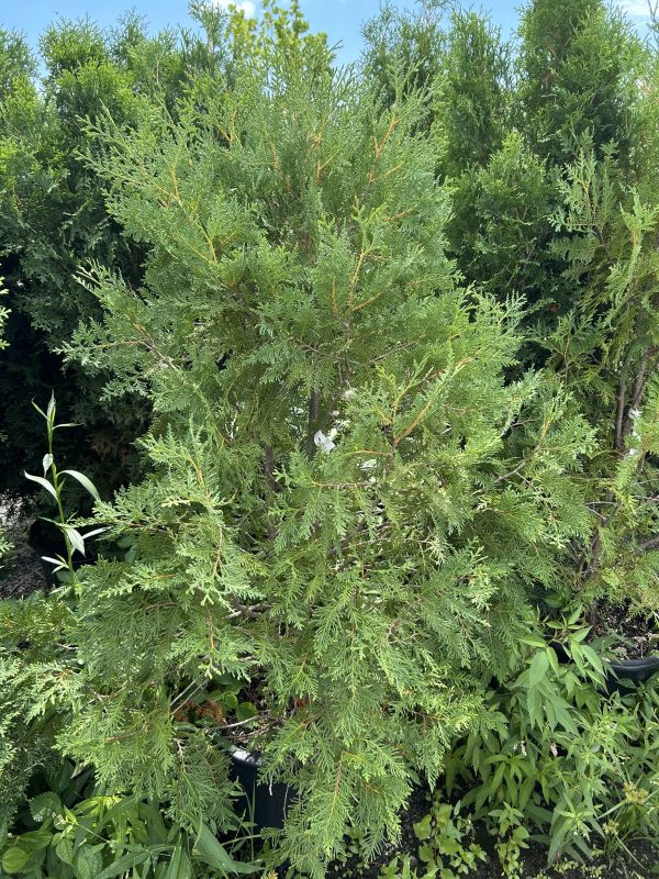Dense evergreen juniper shrub with feathery, needle-like foliage in a garden setting.
