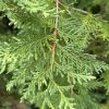 Close-up of a green conifer branch with dense, scale-like needles and a brown twig in the center