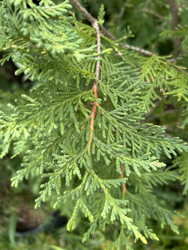 Close-up of a green conifer branch with dense, scale-like needles and a brown twig in the center