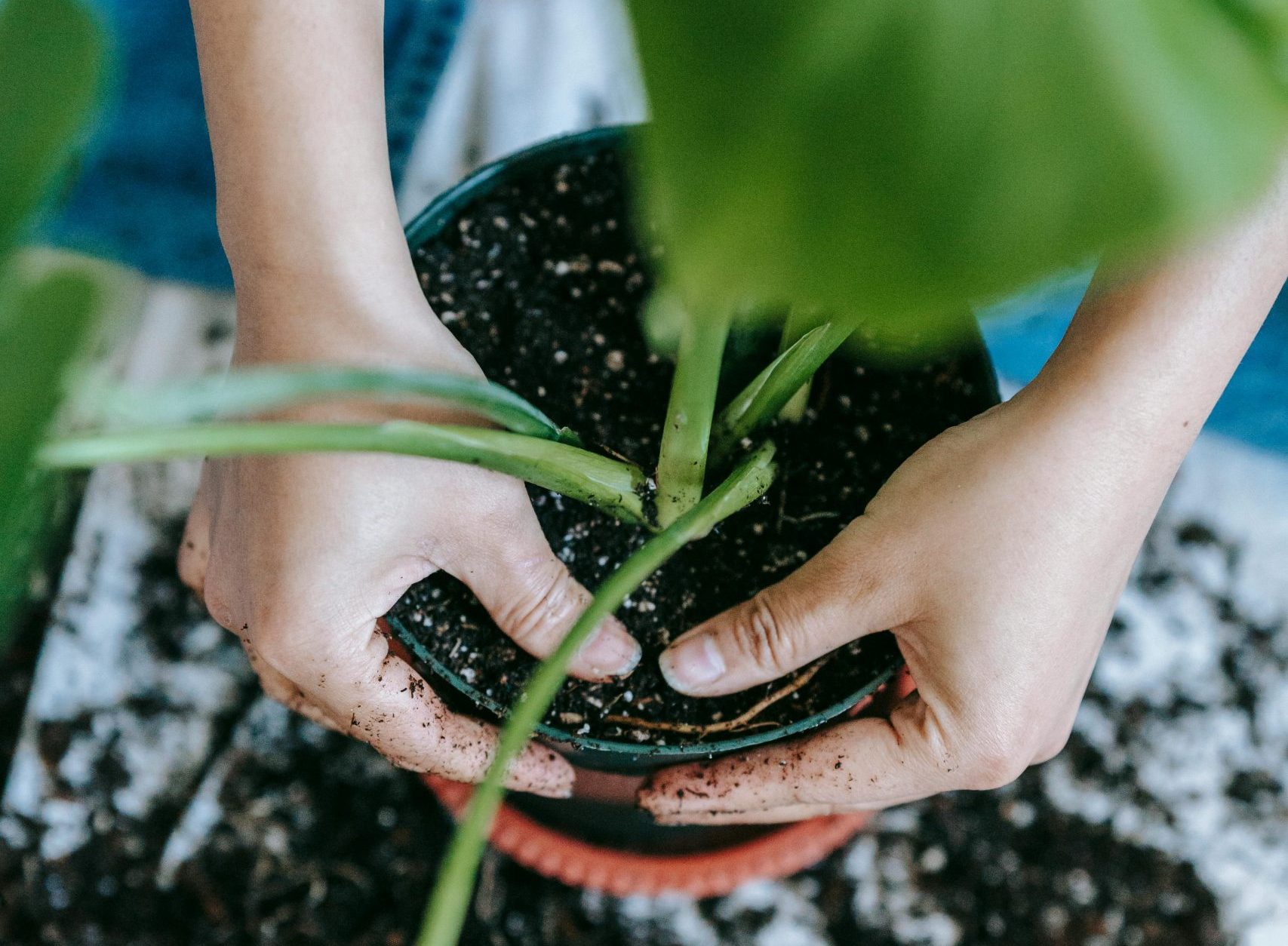 Hands repotting a leafy plant into a small pot, soil scattered around the hands.